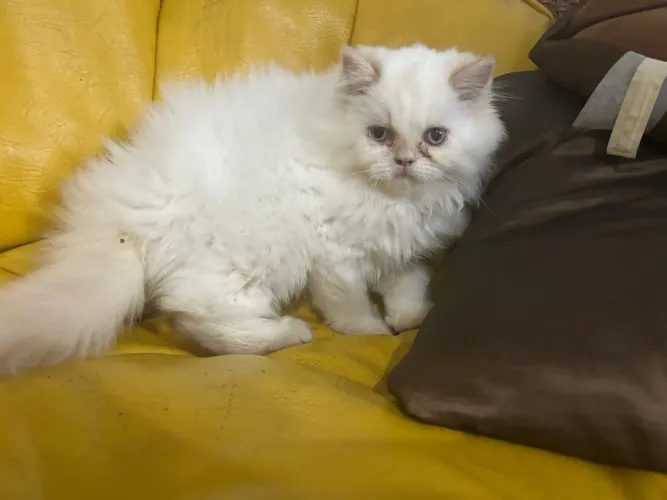 Vendo gato persa