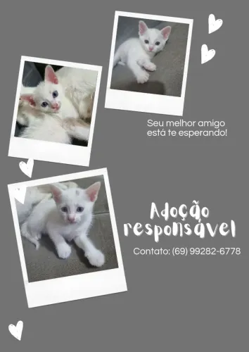 Doação responsável de 3 filhotes de gatos
