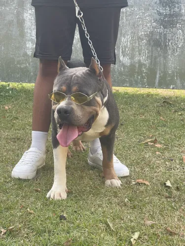 American Bully XL