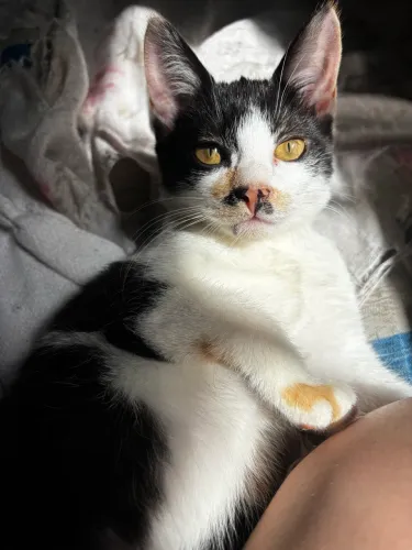 Adoção dessa gatinha