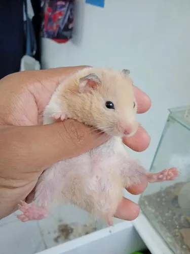 Hamster sírio