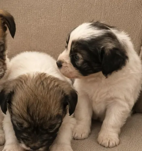Lhasa apson