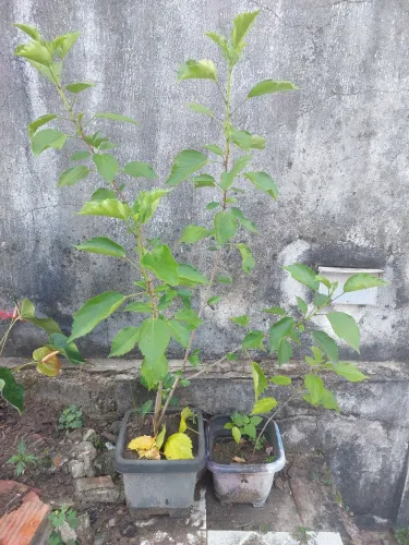 Planta hibisco
