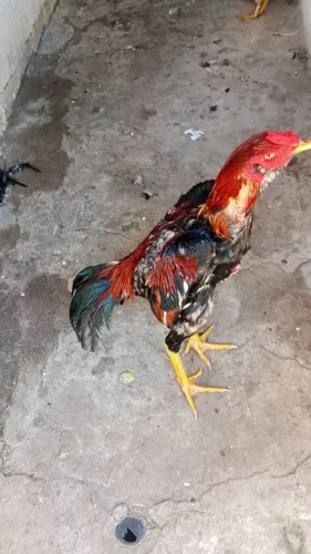 Um galo e frango de Raça 