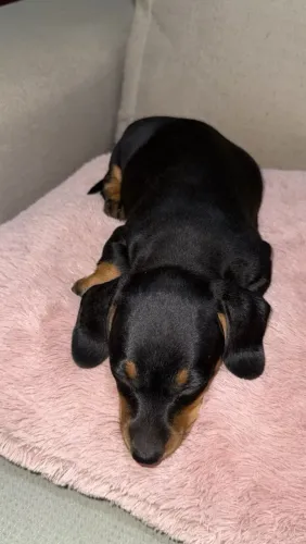 Lindos dachshund, basset,salsicha.
