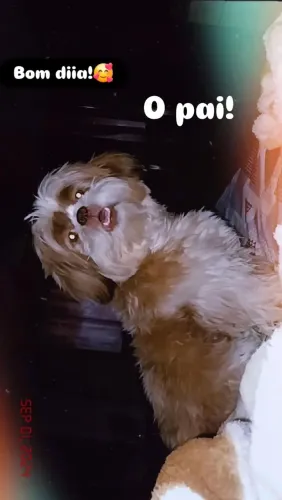 Vende-se filhotes de shiatsu puro!!!
