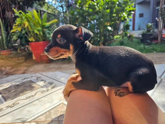 Filhotes de pinscher n°2