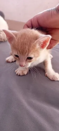 Gato para doação 