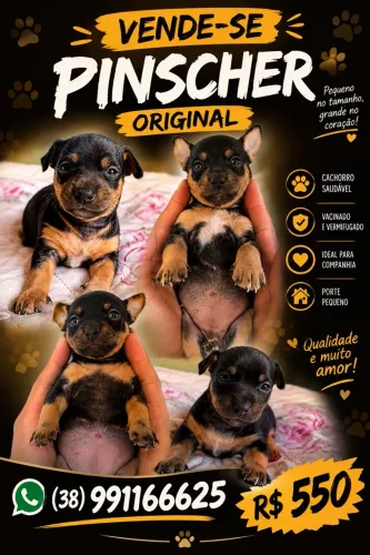 Pinscher número 1