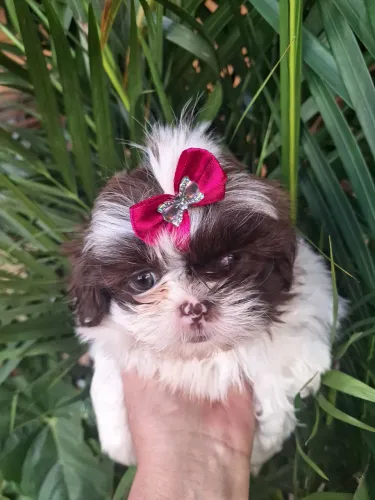 Anúncio de cachorrinhos 