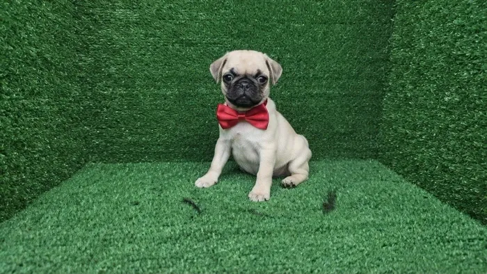 Filhote de Pug Macho 