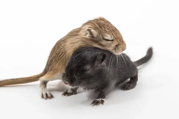 Filhotes de Gerbil Esquilos da Mongólia