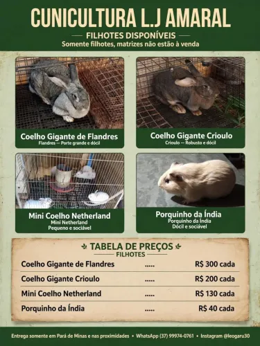 Filhotes de coelhos gigantes crioulo e gigante de Flandres 