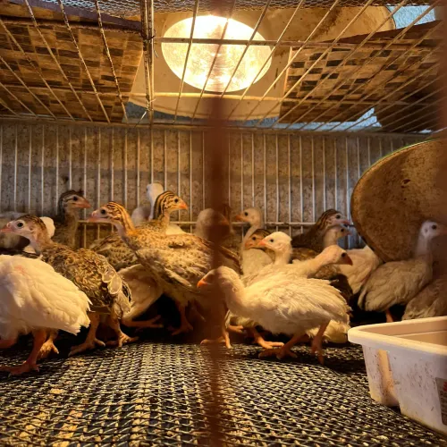 Animal de agropecuária
