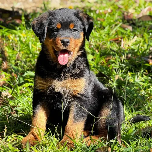 Rotweiller - seu cão de guarda.