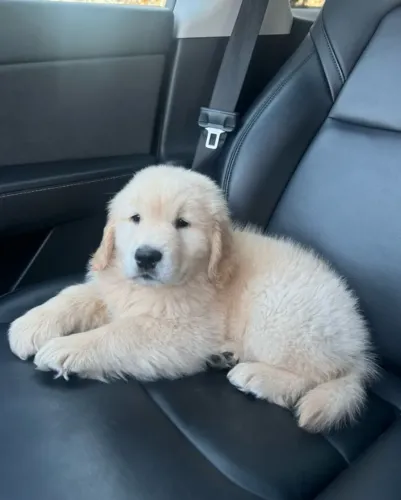 Neném golden retriever dócil com temperamento selecionado e saudável