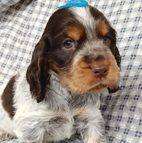 Cocker Spaniel Inglês | Últimos filhotes disponíveis desta ninhada exclusiva