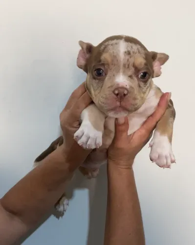 American Bully Micro 