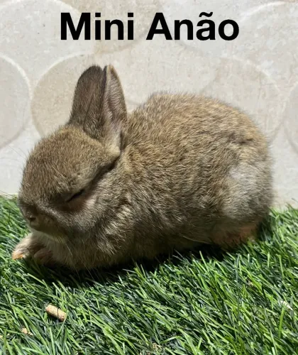 Mini coelhos