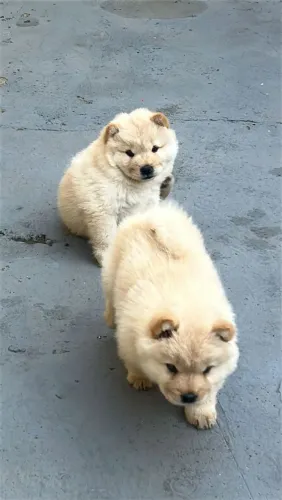 Filhote Chow-chow, A companhia perfeita está aqui!
