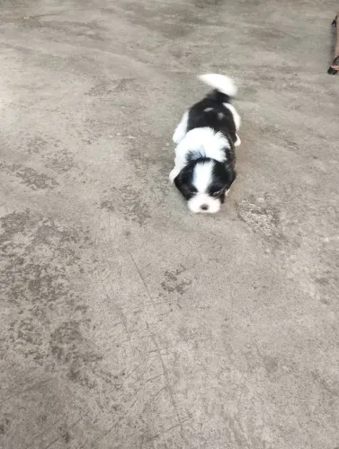 Cachorro