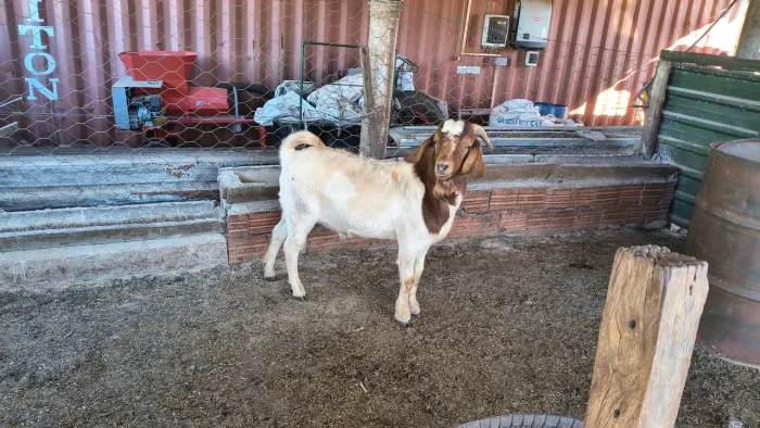 Cabrito bôer a venda