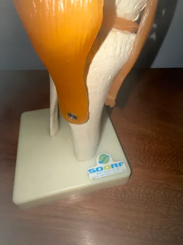 Modelos anatômicos