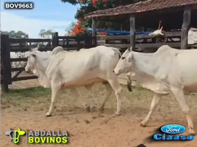 BOV9663 - 154 VACAS NELORE PARIDAS - FAINA - GO