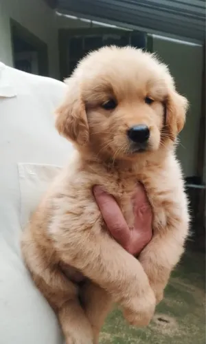 Golden Retriever Disponíveis