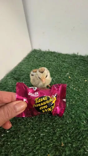 Mini Garnizé Filhote - Raça Miniatura