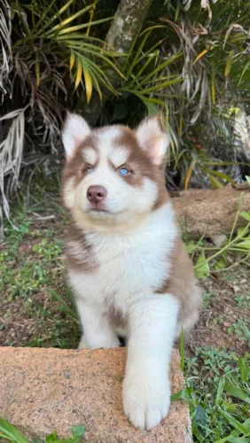 Husky Siberiano marrom 3 meses