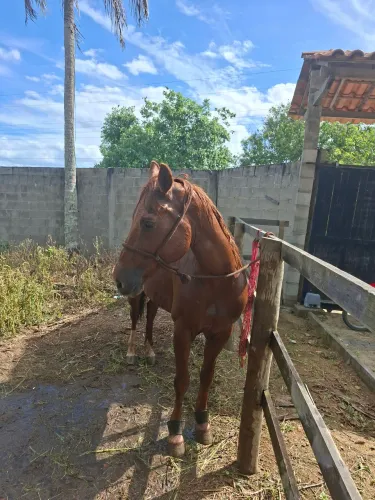 Cavalo de direita 