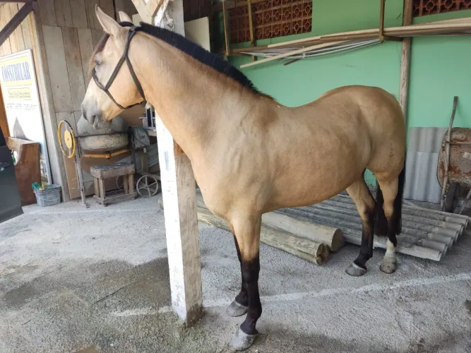 Cavalo Criolo 