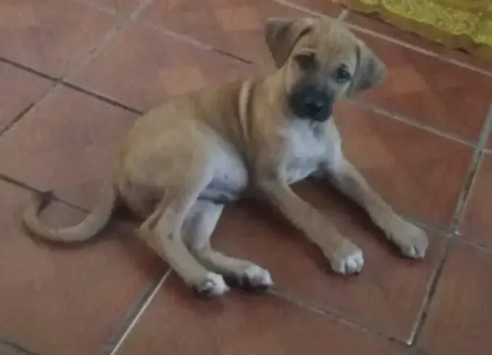 Doação responsável para cachorro, Recife