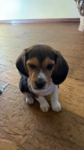 Beagle saudavel e vacinado 