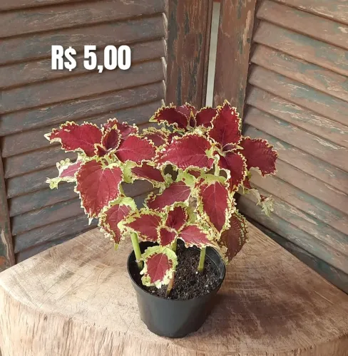 Mudas de plantas 