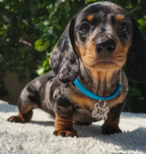 Filhote de dachshund