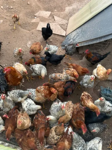 Vende- se galinhas
