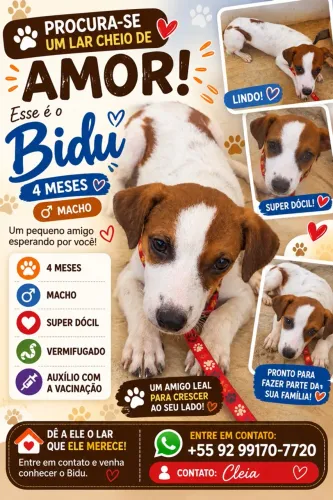 Cachorro Bidu adoção 