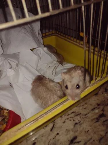 Hamster chinês