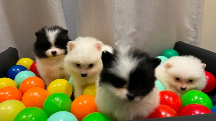 Filhotes de Lulu da pomerania
