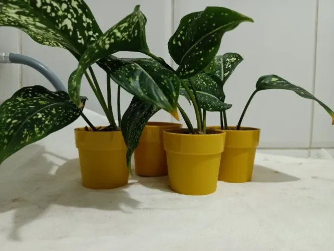 4 Vasos amarelo de plástico de 6 cm com plantas NATURAIS