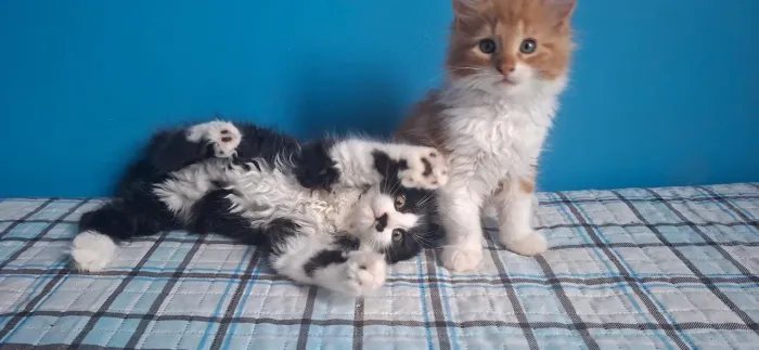Filhotes Maine Coon gatos disponíveis