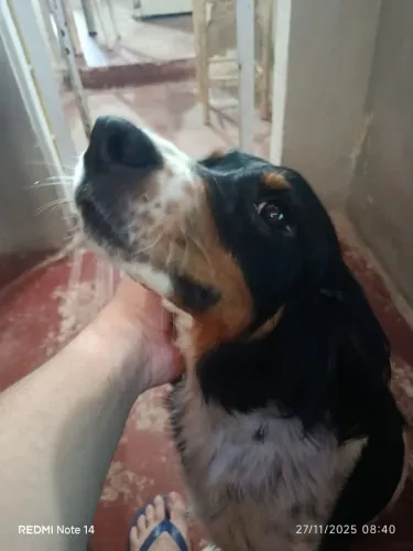 CADELA PARA ADOÇÃO RESPONSÁVEL