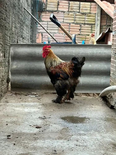 Vendo casal Brahma