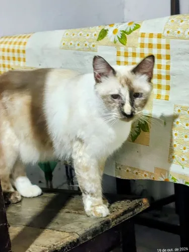 Doação de gata siamêsa
