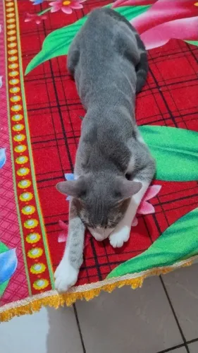 Gatinho pra doação...