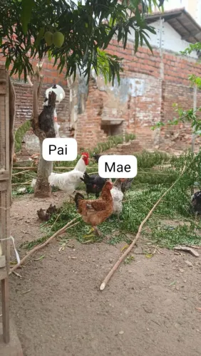 Pintos a venda GSB