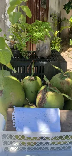 Plantas cocô verde 2.50