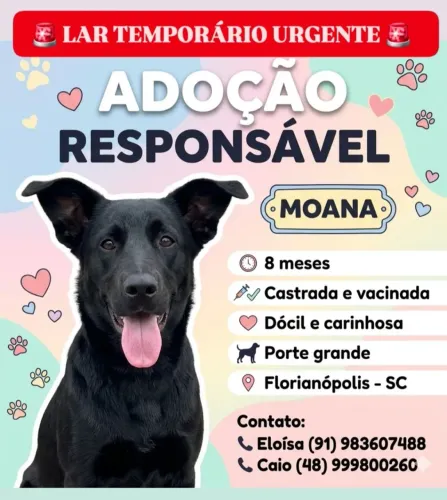 ADOÇÃO RESPONSÁVEL 